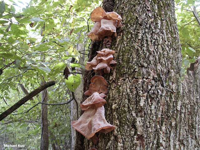 Jew's ear ، wood ear ، pig's ear ، black wood ear ، Kikurage